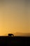 Silhouetted Horse at Sunset