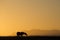 Silhouetted Horse at Sunset