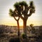 Silhouetted Joshua Tree at Sunset