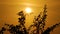 Silhouetted Leaves Frame Orange Sunlit Sky in Uttar Pradesh, India.