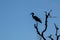Silhouetted Little Blue Heron on a Dead Tree Branch