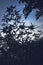 The silhouetted natural beauty of the bamboo plants in a dark view