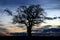 Silhouetted Oak Tree against Dramatic Sky