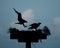 Silhouetted Ospreys in Nest