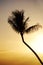 Silhouetted Palm Tree at Sunset in Maui Hawaii