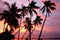 Silhouetted palm trees on a beach at sunset, Ofu island, Tonga