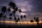 Silhouetted palm trees at sunset, Unawatuna, Sri Lanka