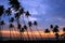 Silhouetted palm trees at sunset, Unawatuna, Sri Lanka