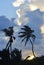 Silhouetted Palms in San Pedro, Belize