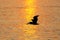 Silhouetted pelican at sunrise in Paracas National Reserve, Peru