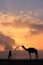 Silhouetted person with a camel at sunset, Thar desert near Jaisalmer, India