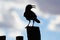 A silhouetted picture of a young curved billed thrasher bird