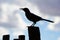 A silhouetted picture of a young curved billed thrasher bird