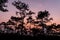 Silhouetted pine trees with twilight sky