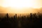 Silhouetted Saguaro Cactus Stand Tall At Sunset