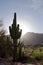 A silhouetted saguaro cactus at sunrise