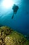 Silhouetted scuba diver and coral