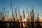 Silhouetted of Sedge grass along the marsh.