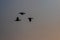 Silhouetted Siberian Ducks Flying in Sunset