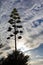 Silhouetted sunset century plant and clouds