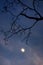 Silhouetted tree and moon