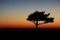 Silhouetted tree with night stars