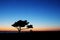 Silhouetted tree with night stars