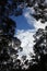 Silhouetted trees against a blue sky