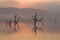 Silhouetted trees in water at dawn