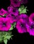 Silhouetted Violet Petunias on a Black Background