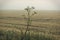 Silhouetted wild grass at sunrise