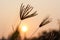 Silhouetted wild grass at sunset.