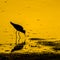 Silhouetted Willet Feeding in the Golden Twilight