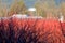 Silhouetted Winter Blueberry Bushes