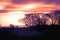 Silhouetted Winter Trees against a dramatic evening sky