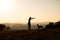 Silhouettes of adorable woman playing running with her cute dog during sunset