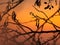 Silhouettes of alder branches at sunrise. Nature background