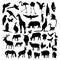 Silhouettes animals and birds. Collection wild tropical animals, farm and domestic birds and forest animals. Vector