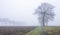silhouettes of bare oak trees in winter scenic misty field near utrecht in holland