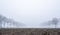 silhouettes of bare oak trees in winter scenic misty field near utrecht in holland