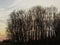 Silhouettes  of bare poplar trees against a sunset sky with clouds