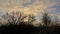 Silhouettes of bare trees against a winter sunset sky in the Flemish countryside