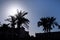 Silhouettes of beautiful palms and hotel outdoors