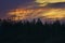 Silhouettes of the birch trees against golden and purple sunset sky with dramatic clouds