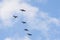 Silhouettes of birds with spread wings against the blue sky. A flock of wild birds in the sky