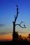 Silhouettes of birds storks on a tree against background of sunset and stars. African summer landscape at dawn