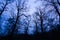 Silhouettes of branchy trees against the background of the night sky. Forest at night