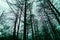 Silhouettes of branchy trees against the background of the night sky. Forest at night