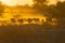 Silhouettes of Burchells zebras walking at sunset