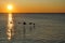 Silhouettes of Canadian Geese Flying at Sunrise